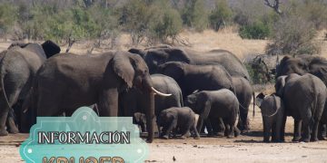 INFORMACIÓN SOBRE KRUGER